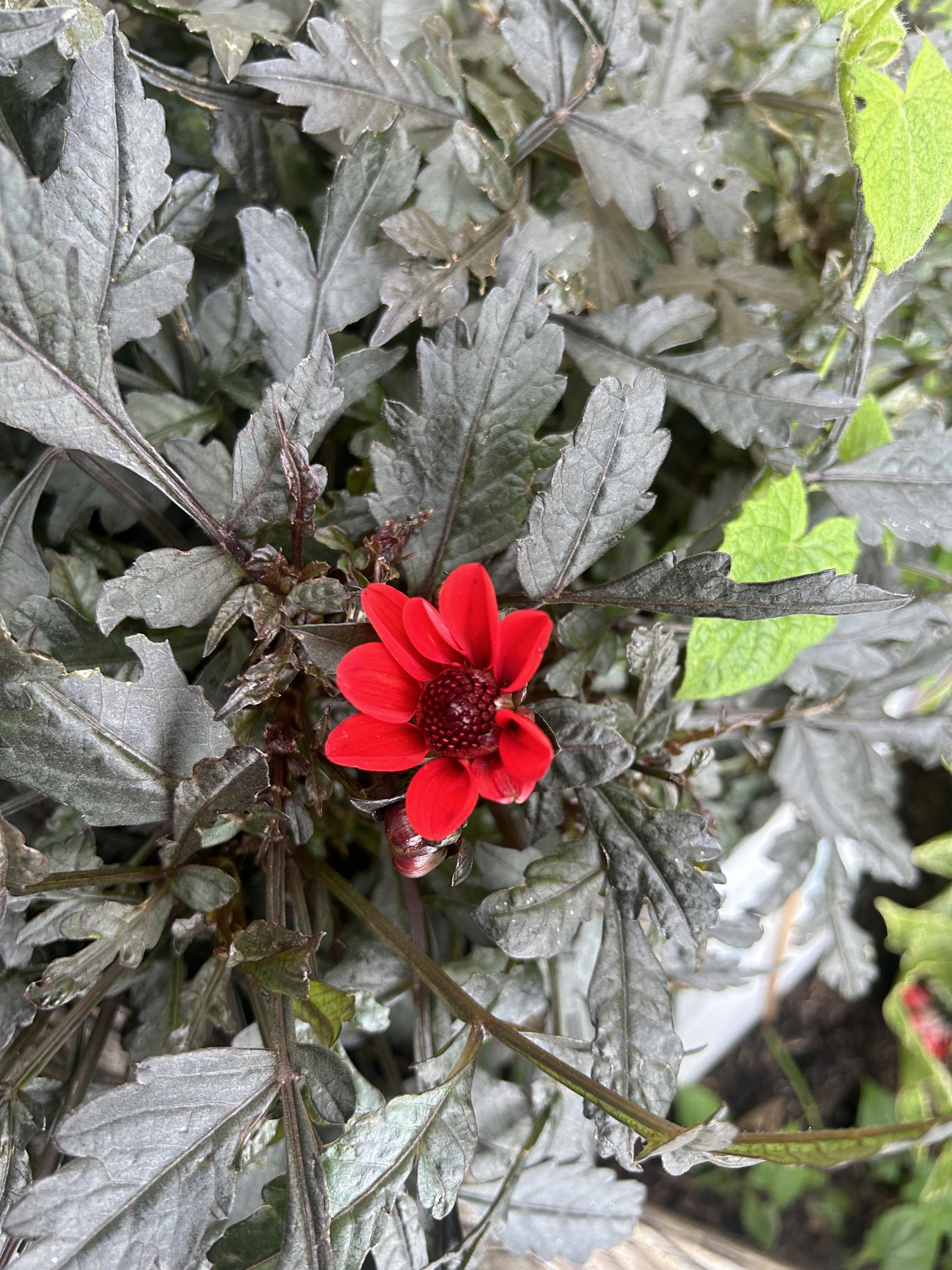 ©https://commons.wikimedia.org/wiki/User:Christer_T_Johansson