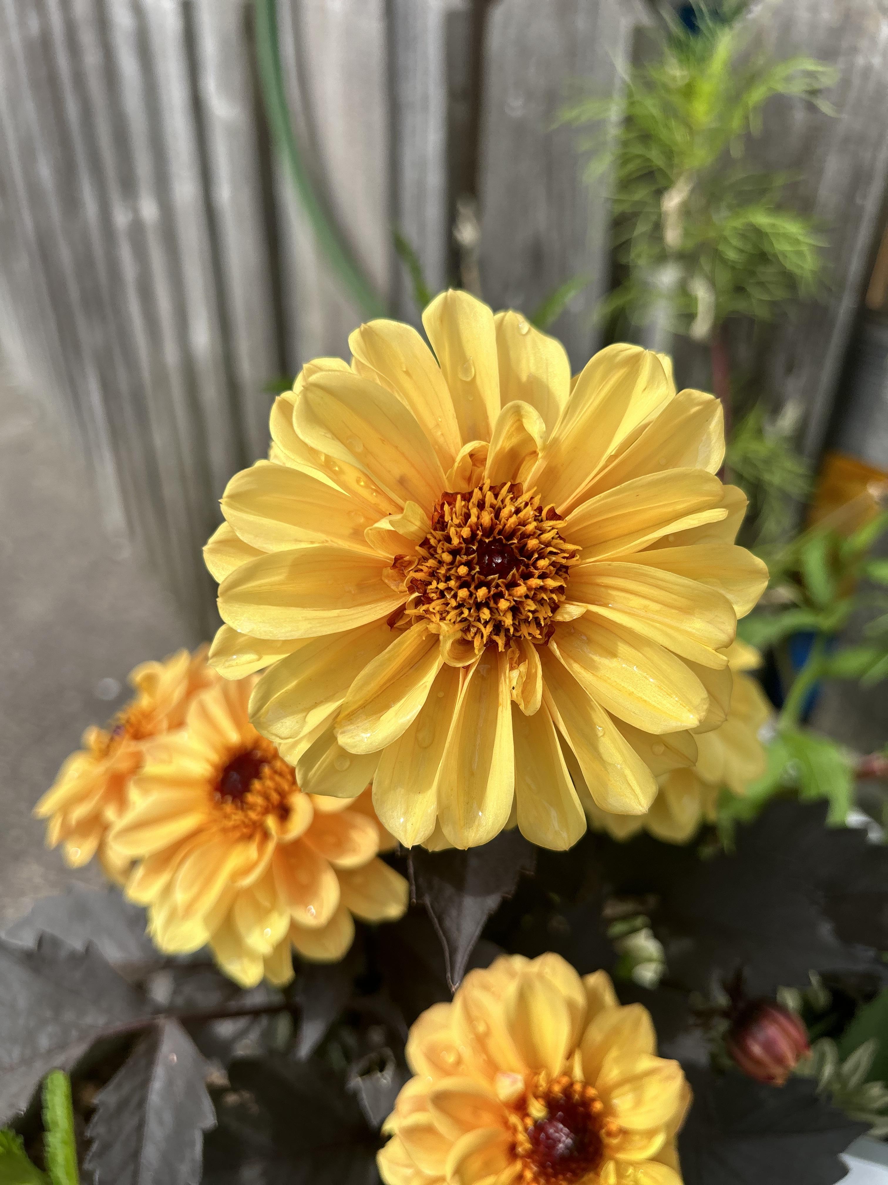 ©https://commons.wikimedia.org/wiki/User:Christer_T_Johansson