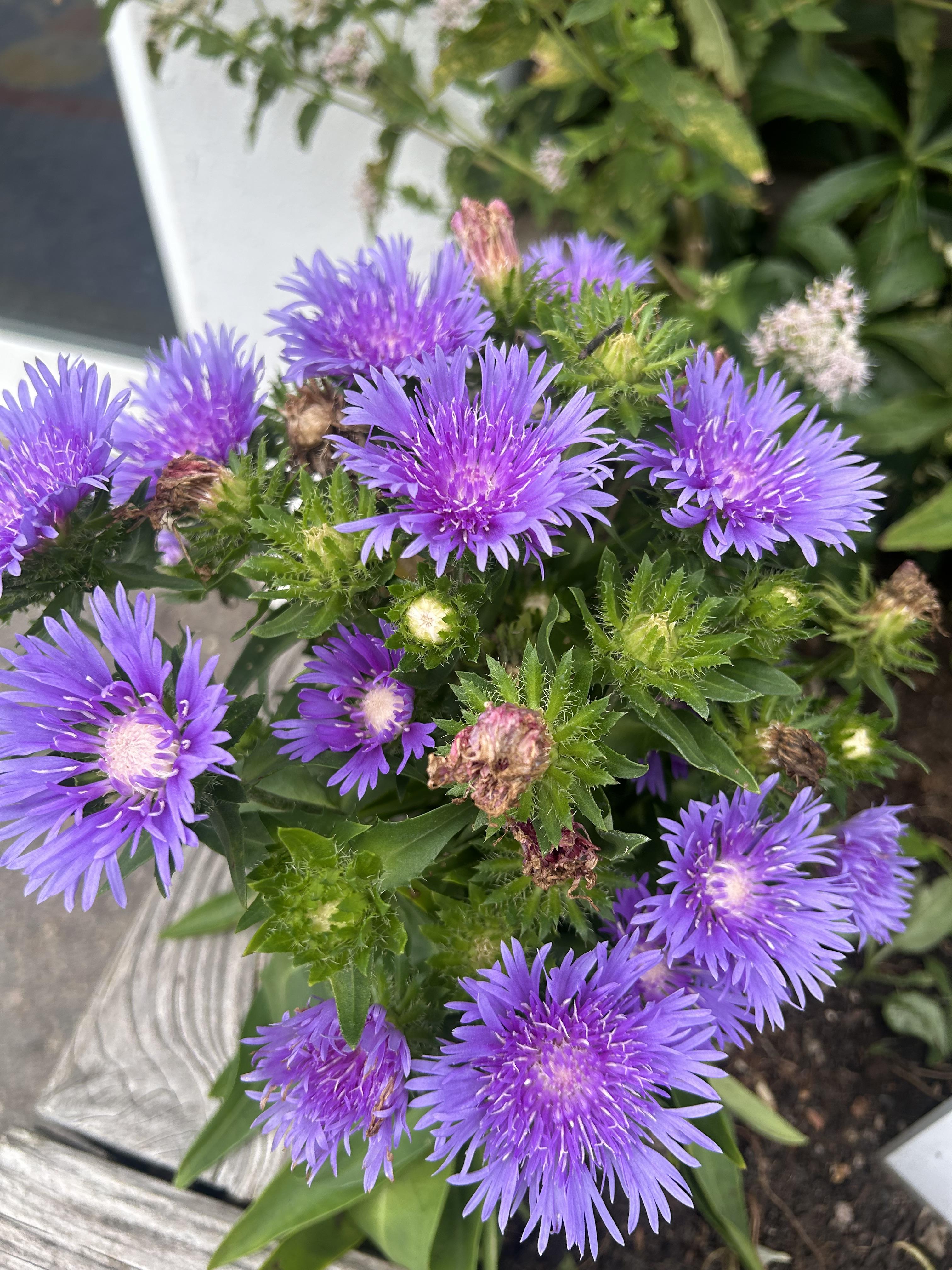 ©https://commons.wikimedia.org/wiki/User:Christer_T_Johansson