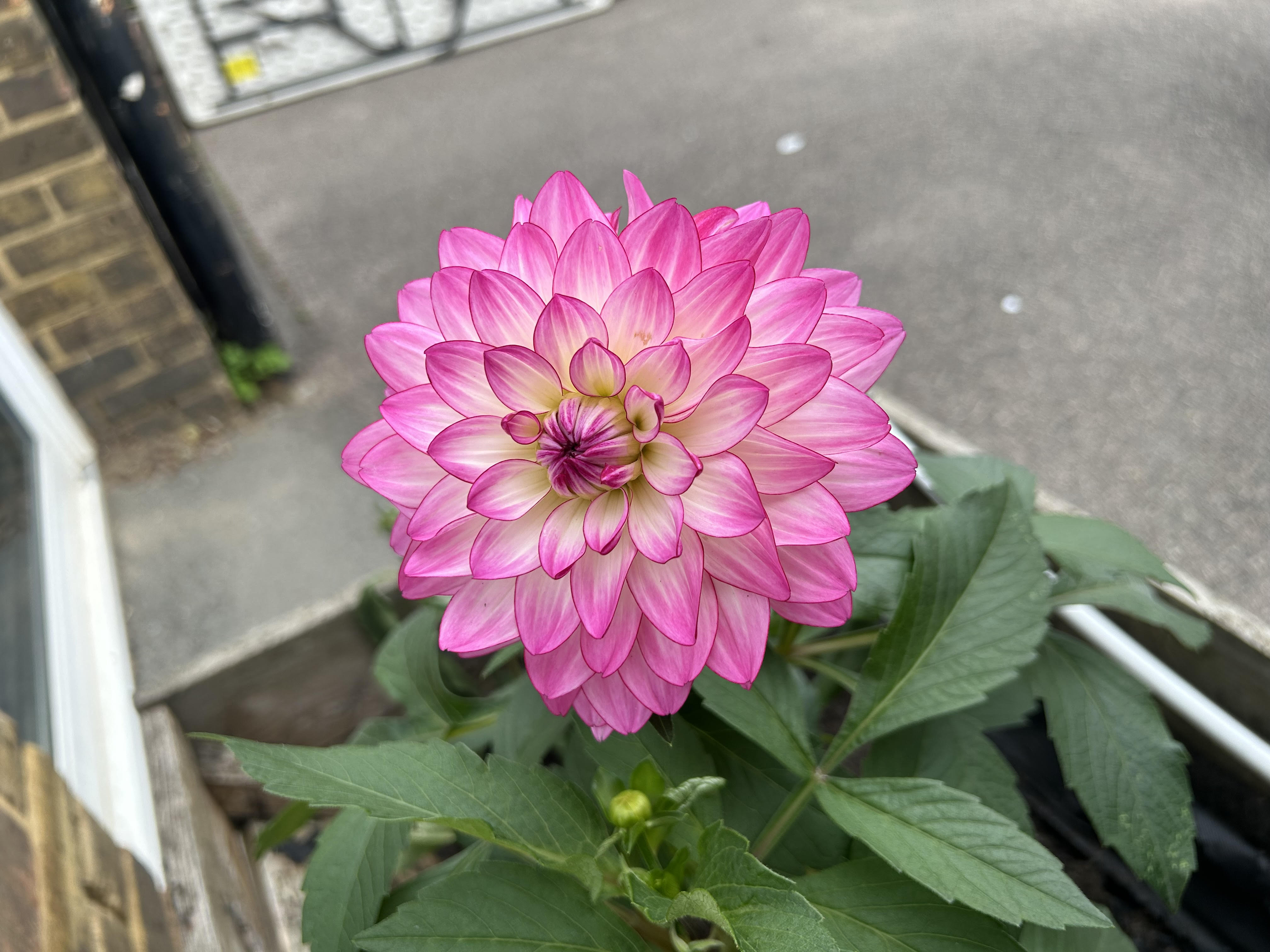 ©https://commons.wikimedia.org/wiki/User:Christer_T_Johansson