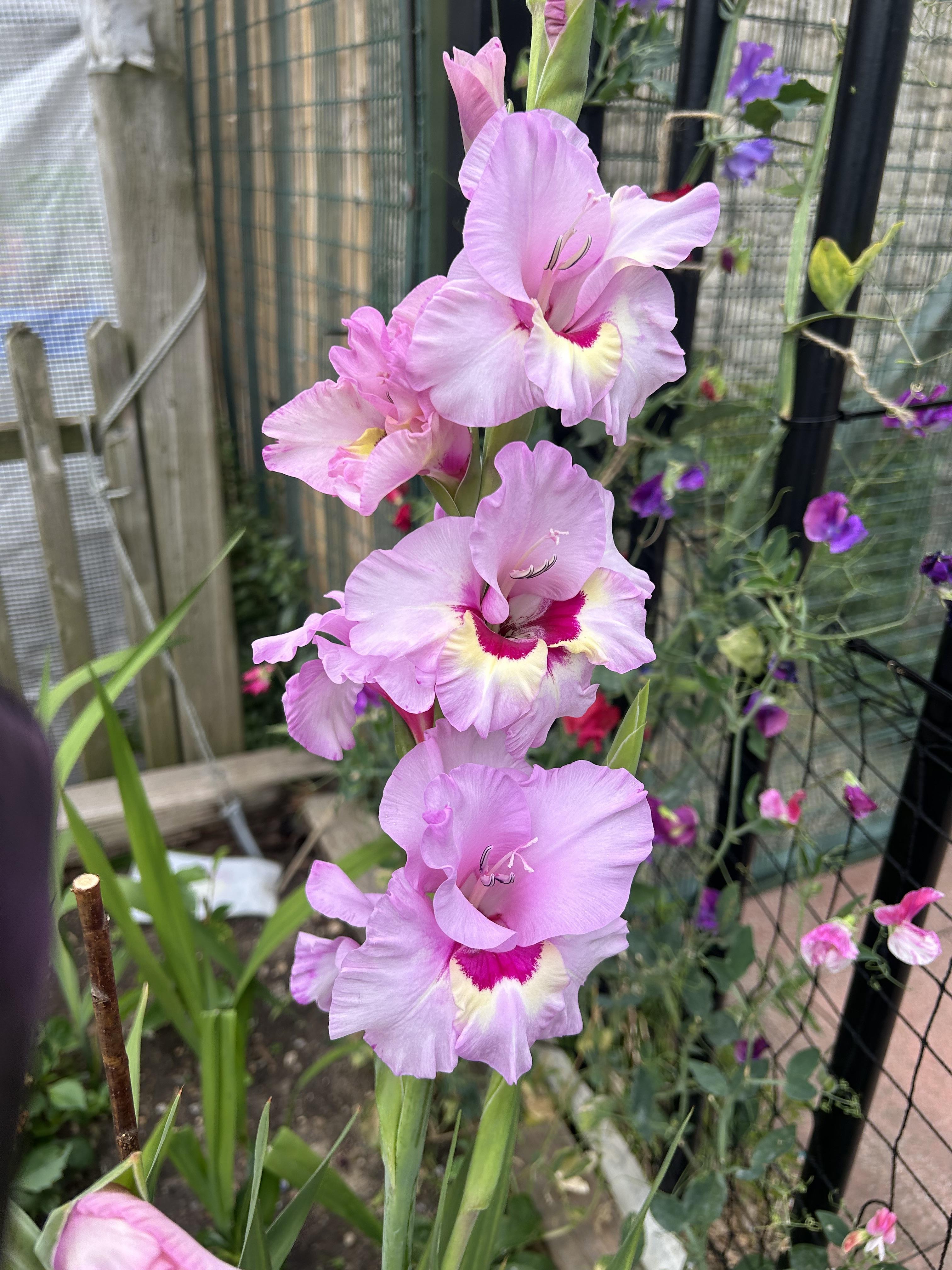 ©https://commons.wikimedia.org/wiki/User:Christer_T_Johansson