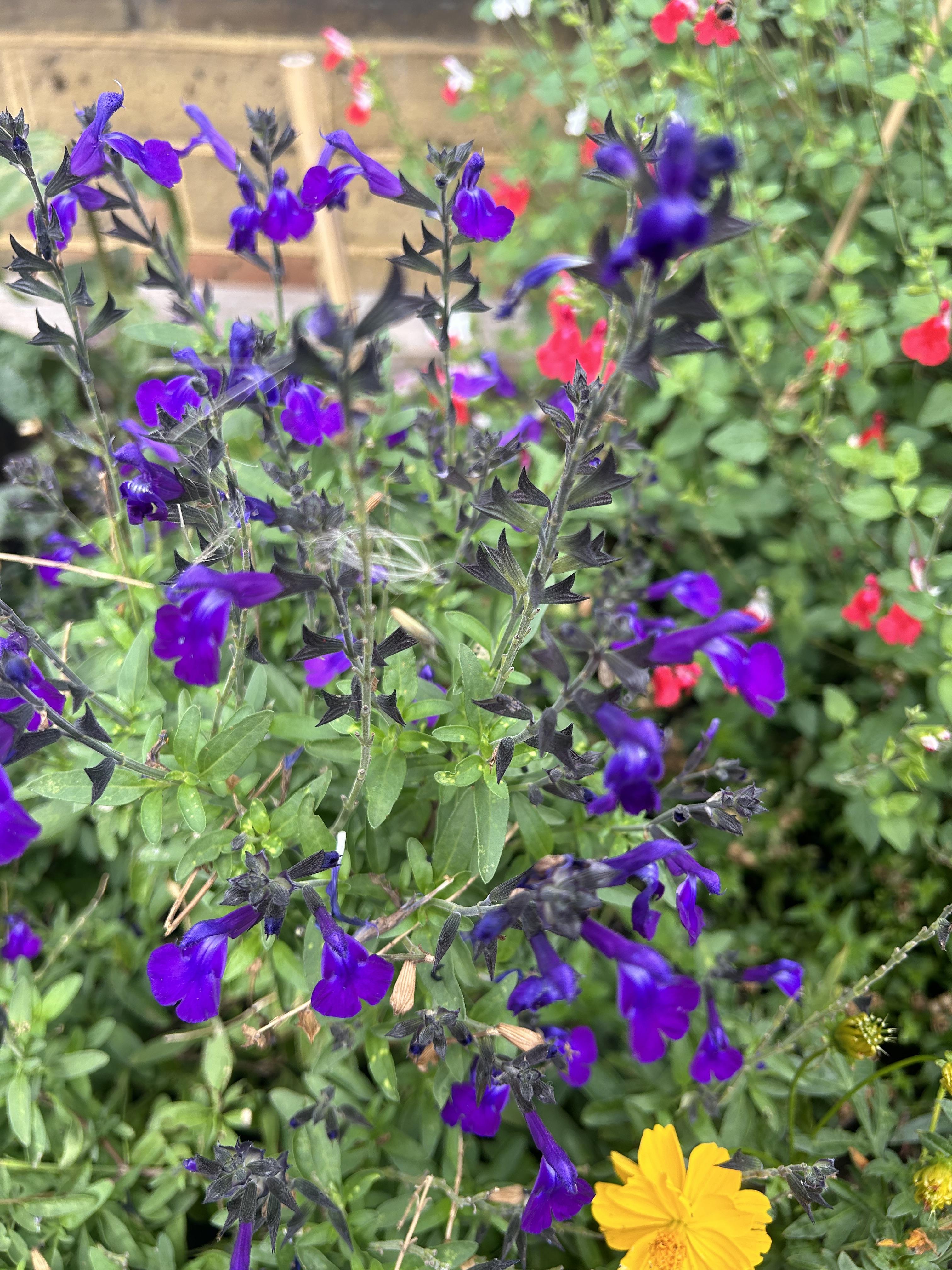 ©https://commons.wikimedia.org/wiki/User:Christer_T_Johansson