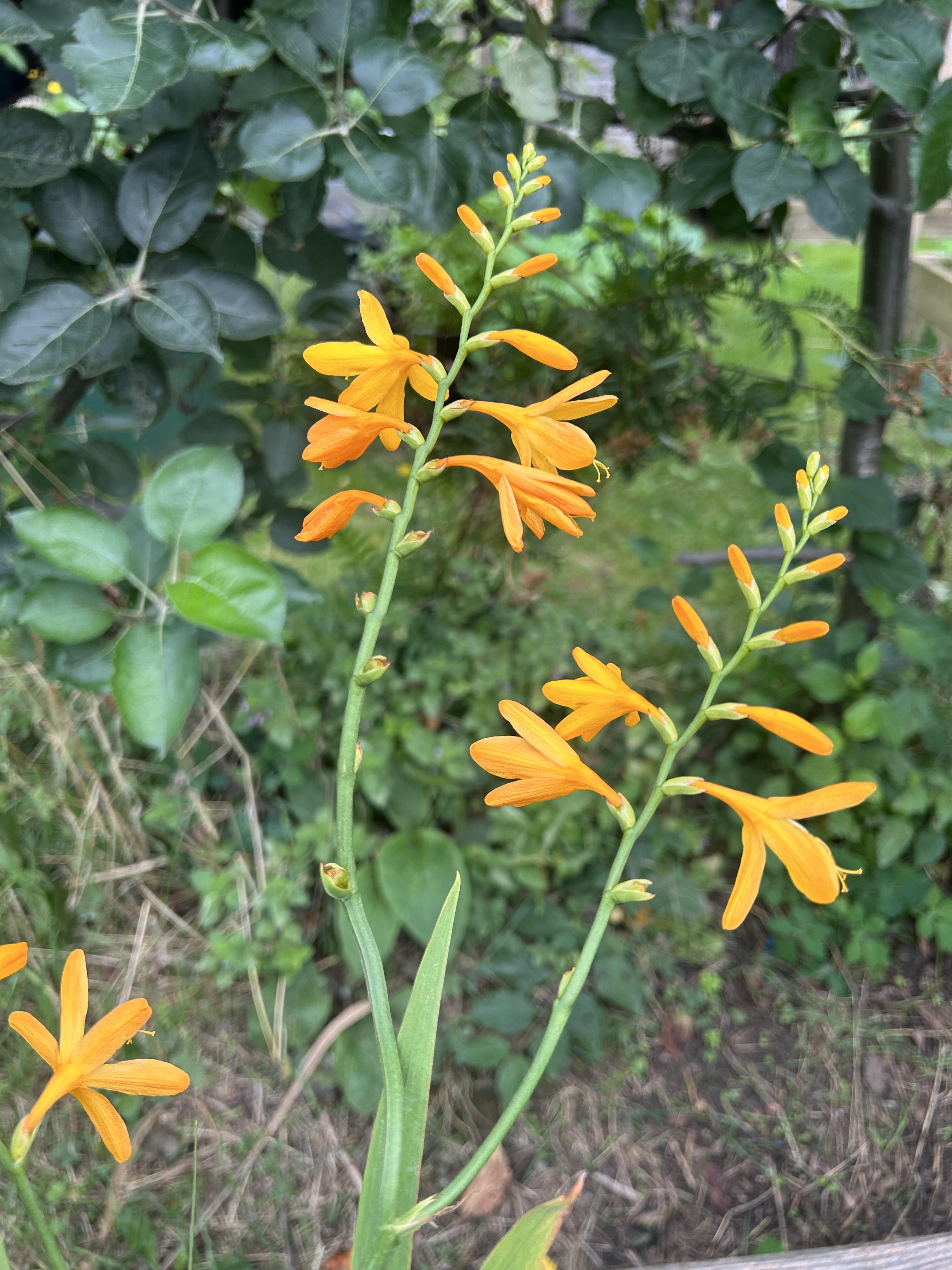 ©https://commons.wikimedia.org/wiki/User:Christer_T_Johansson